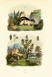 Romarin sauvage